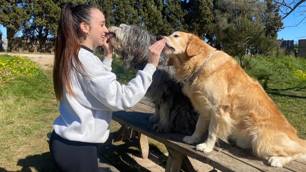 Adiestramiento canino en Valencia: cómo empezar