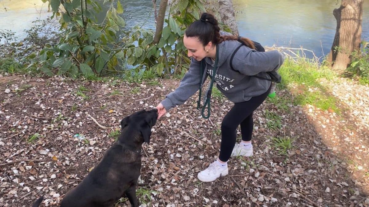 Cómo elegir un curso de adiestramiento canino (online vs presencial)
