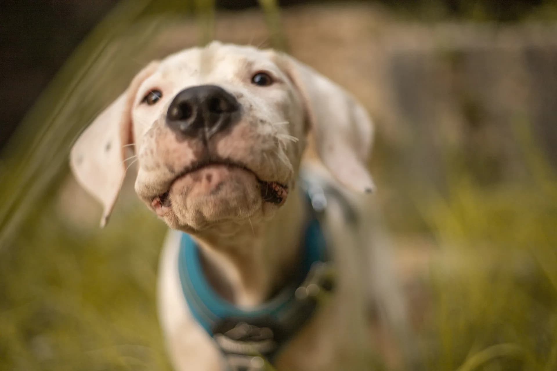 Conecta con tu Cachorro