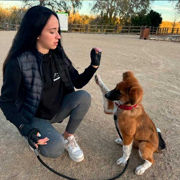 Cómo educar a tu cachorro online, paso a paso