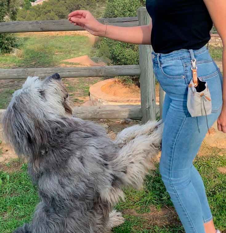 Bolsas de Premios para Perros: Guía Completa de Uso y Beneficios en el Adiestramiento Canino