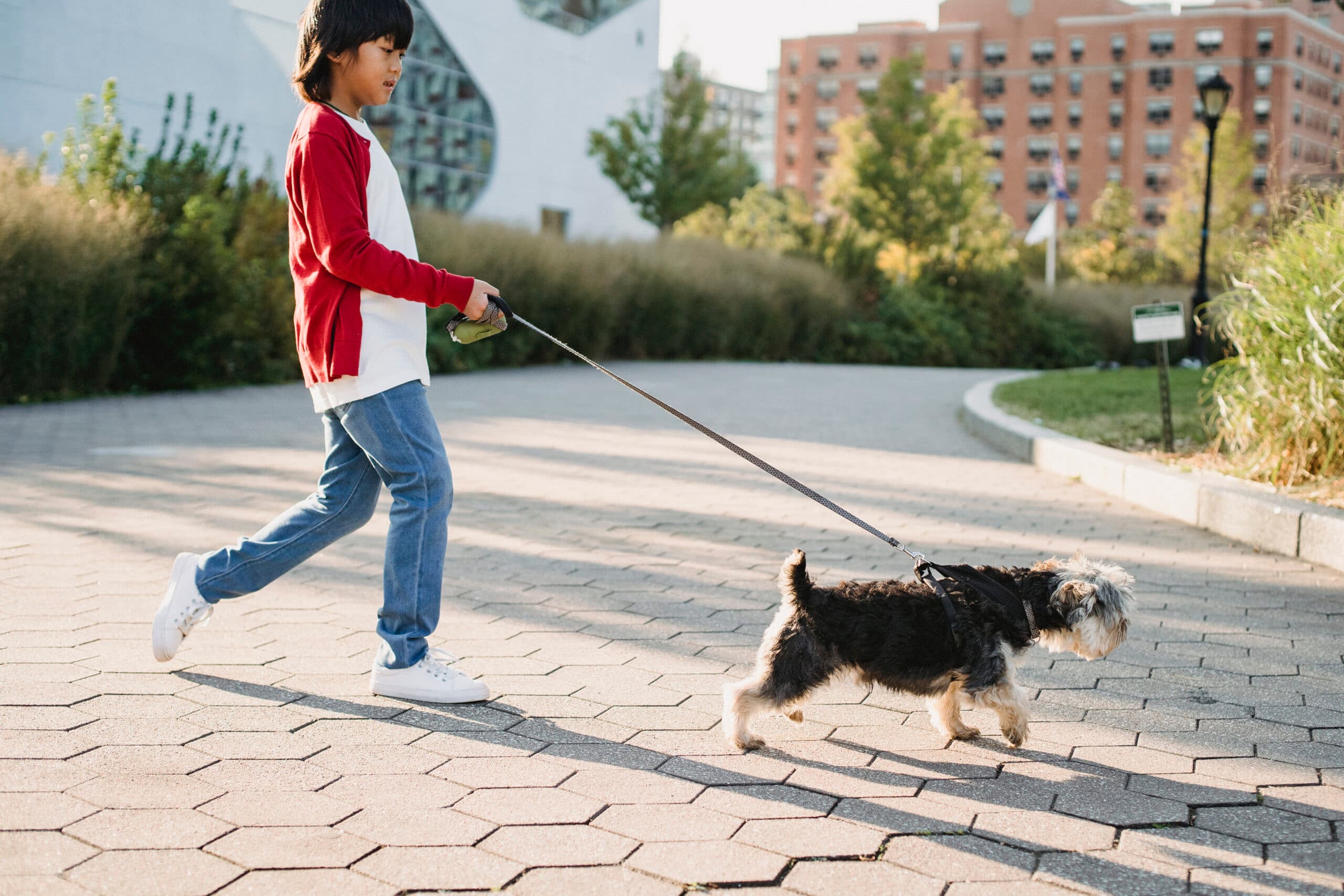 Ejercicios de Autocontrol en Perros: Cómo Practicarlos