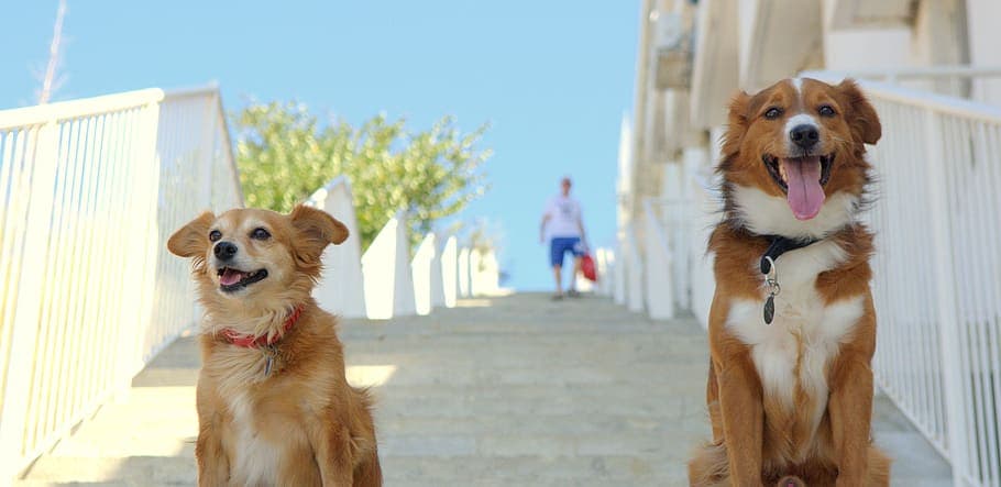 El Autocontrol en Perros: Que És y Cómo Practicarlo con juegos