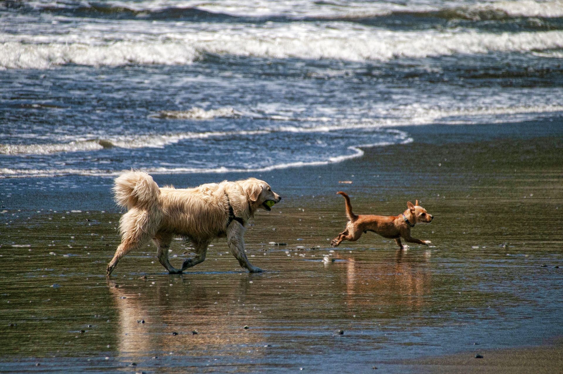 Guía completa para aprender a distinguir el juego entre perros