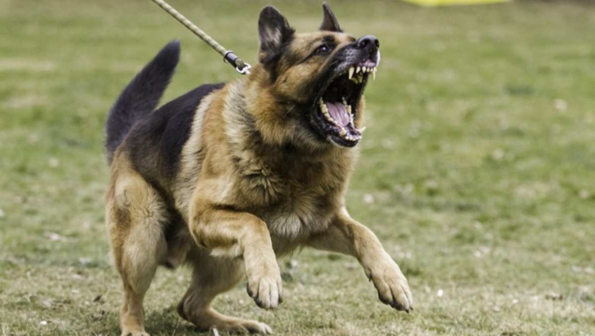 Señales de amenaza en perros: cómo reconocerlas y prevenir situaciones de riesgo