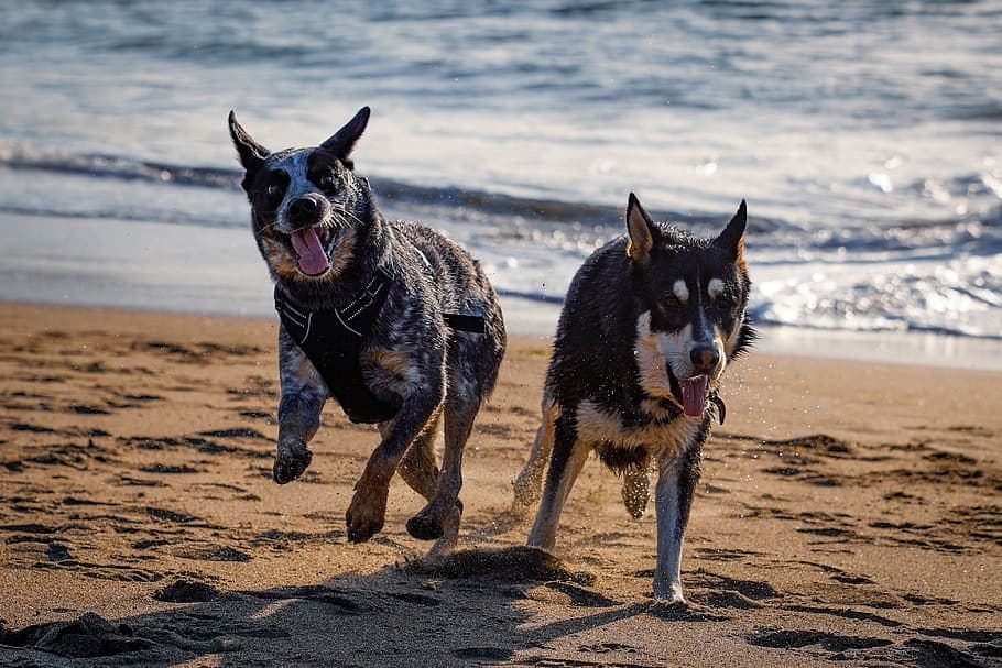 Señales de juego en perros: Cómo interpretar las señales afiliativas de tu mascota