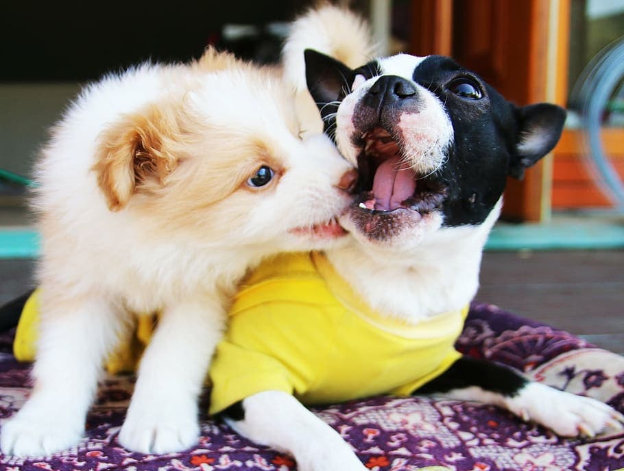 Cómo socializar cachorros: la clave para un perro feliz y equilibrado