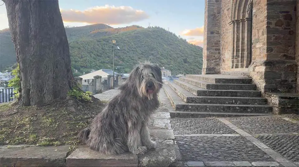 Adoptar un perro en Valencia: protectoras, refugios y cómo funciona el proceso de verdad