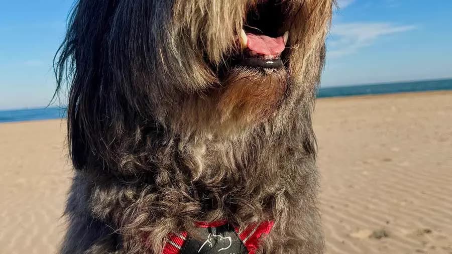Arnés o collar para pasear: por qué tu perro merece un arnés
