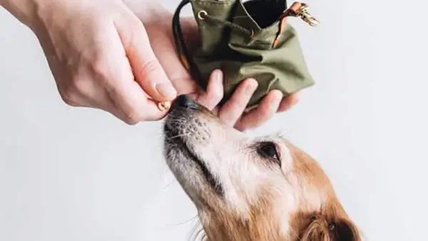 Mejora el Entrenamiento de tu Perro con las Bolsas de Entrenamiento: Guía Completa y Compra Online
