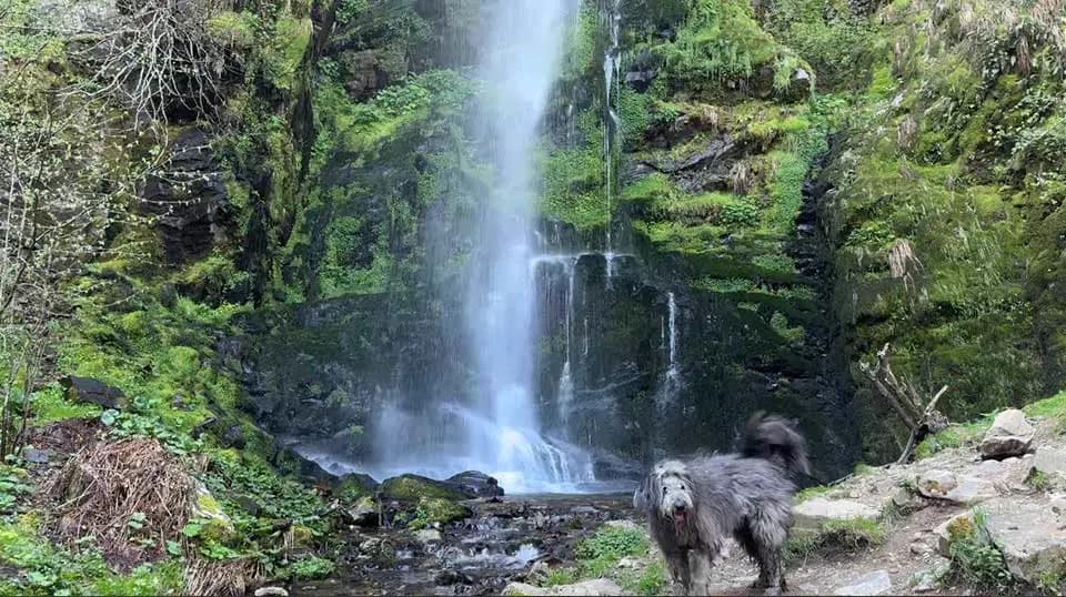 Border collie: carácter, cuánto ejercicio necesita de verdad y qué cuesta