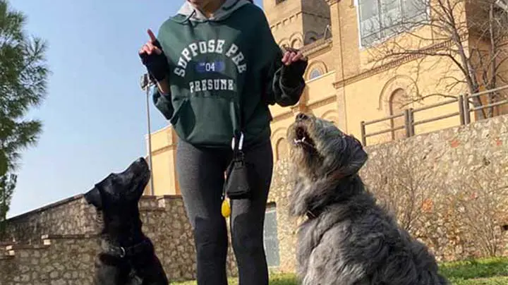 Cómo elegir un educador canino: 7 señales de un buen profesional (y 4 banderas rojas)