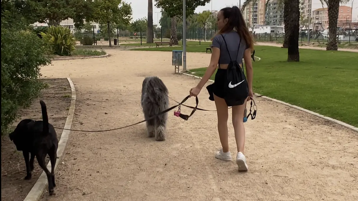Cómo usar una correa larga sin liarte ni hacerle daño a tu perro