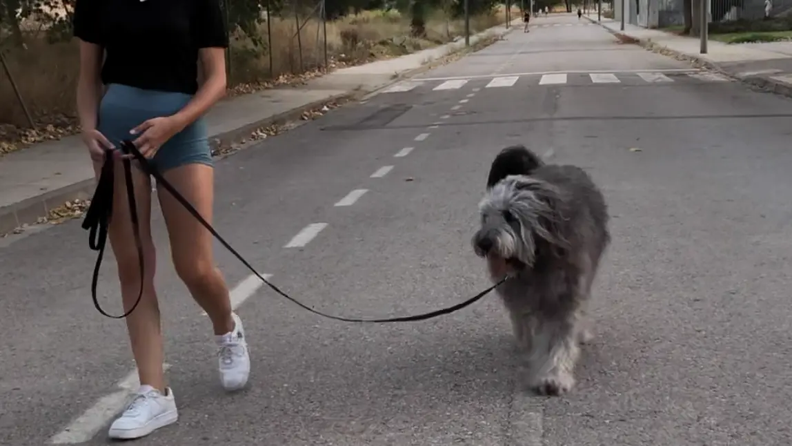 Qué longitud de correa larga necesita tu perro: guía por metros