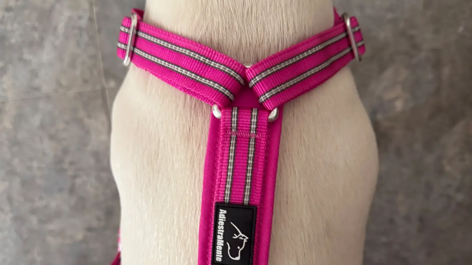 El mejor arnés para tu perro: guía de una educadora canina