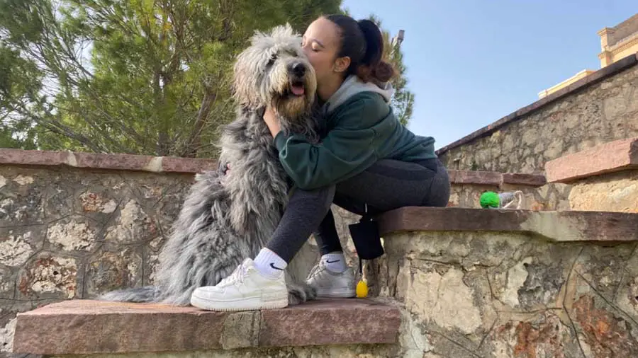Mi perro tiene miedo a los petardos: qué hacer (y qué no) en Fallas y verano