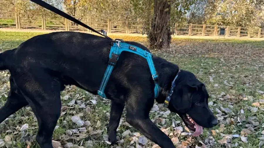 El paseo de olfateo: por qué tu perro lo necesita y cómo hacerlo bien