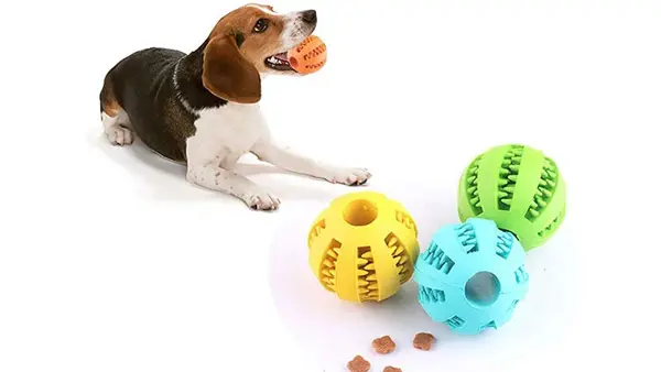 Mi perro se vuelve loco cuando ve otros perros: entender la reactividad