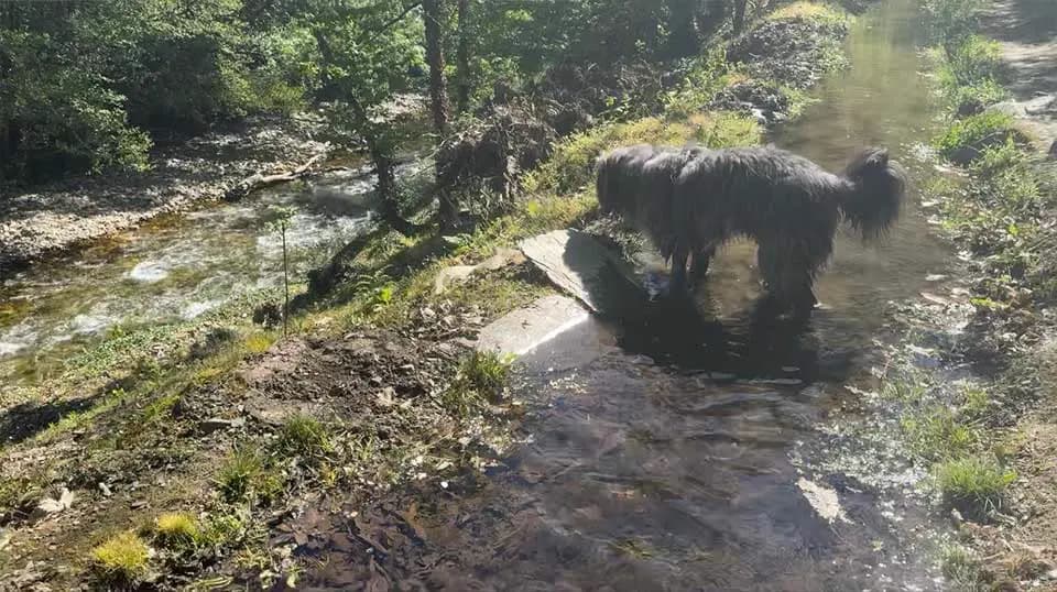 Perro tranquilo para piso: qué razas lo son de verdad y qué pesa más que la raza