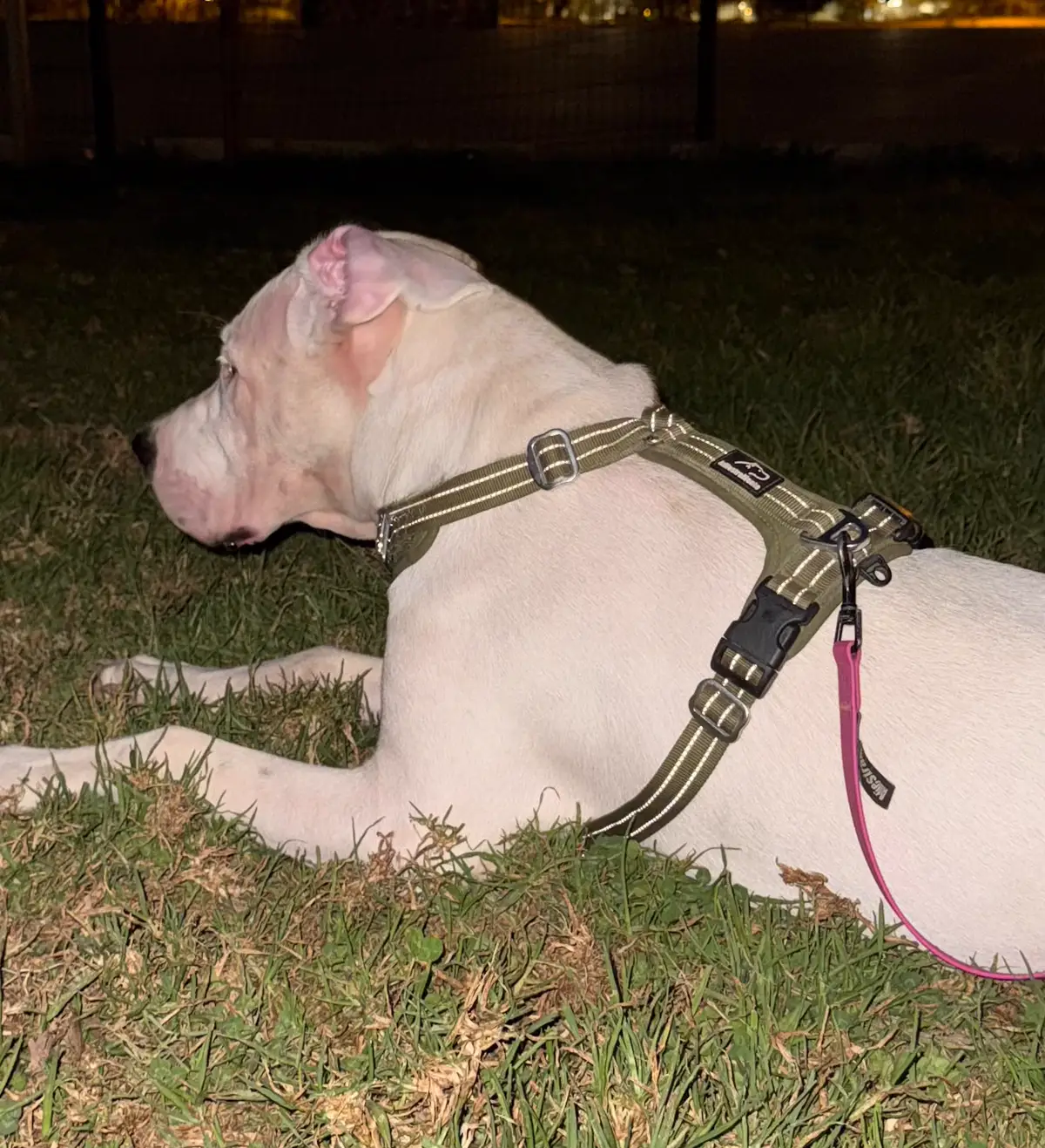 Kairi tumbada de noche con el arnés en Y verde militar y su hilo reflectante