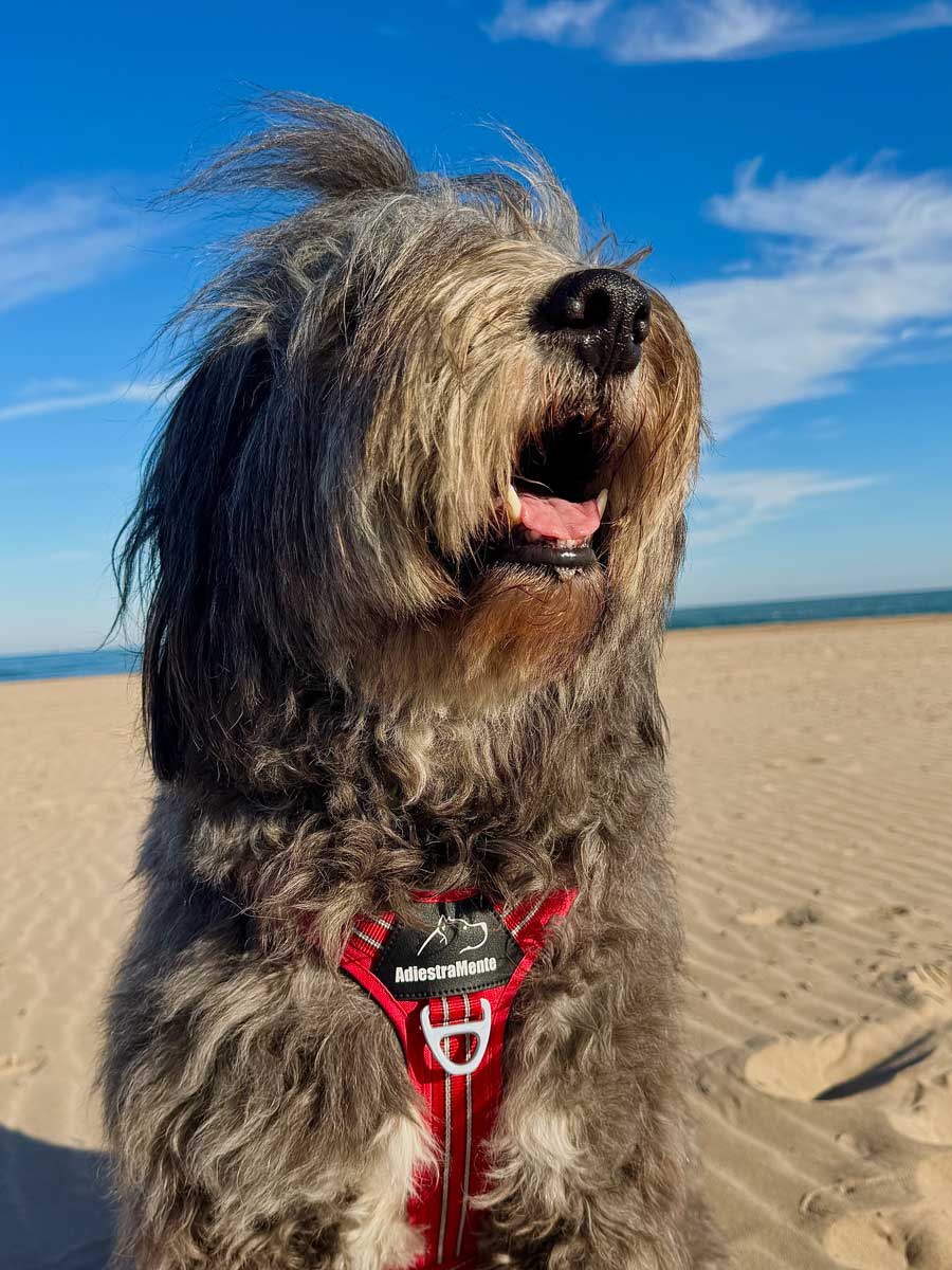 Kooper, perro de pelo largo, en la playa con el arnés en Y rojo