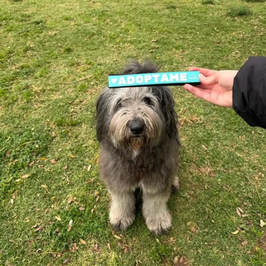 Etiqueta de aviso para correa de perro