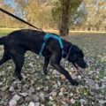 perro negro arnes azul