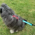 adoptame perro