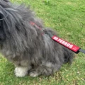 etiqueta no perros