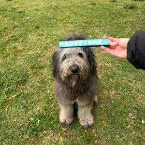 Etiqueta de aviso para correa de perro — No tocar · Adóptame · No perros - Adóptame