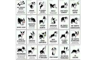 Lenguaje corporal en perros: cómo entender las señales que tu perro te envía