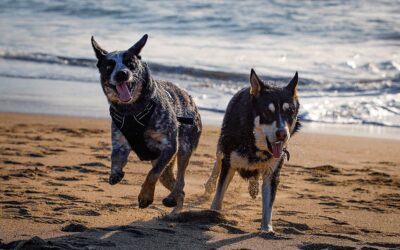 Señales de juego en perros: Cómo interpretar las señales afiliativas de tu mascota