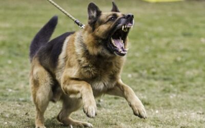 Señales de amenaza en perros: cómo reconocerlas y prevenir situaciones de riesgo